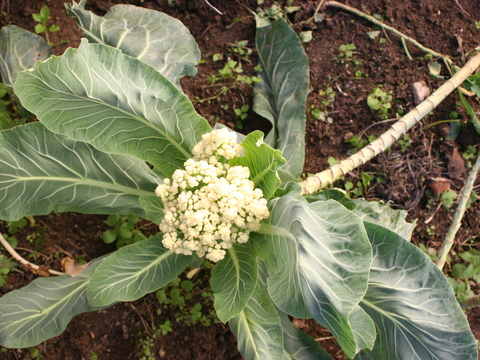 Couve flor (Brassica oleracea)
Utilizada na confeção de pratos na cozinha.